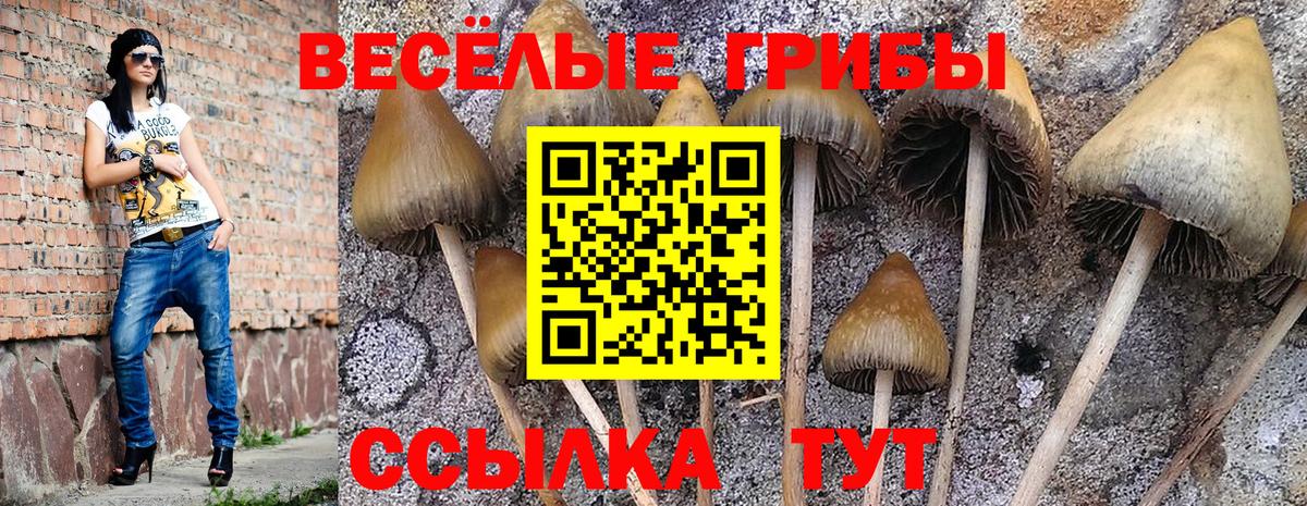 Галлюциногенные грибы Psilocybe Лабытнанги